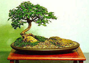 подолог обучение в ижевске. fitodizain. подолог обучение в ижевске фото. подолог обучение в ижевске-fitodizain. картинка подолог обучение в ижевске. картинка fitodizain. подолог обучение в ижевске. fitodizain. подолог обучение в ижевске фото. подолог обучение в ижевске-fitodizain. картинка подолог обучение в ижевске. картинка fitodizain.